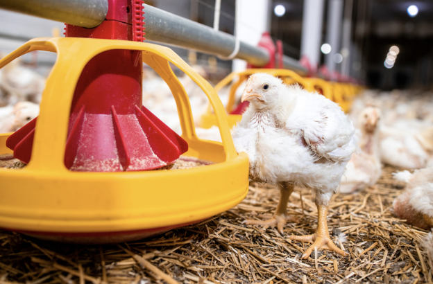 Baby Chick Health Guide: Essential Feeding Tips and Care — Roobeez